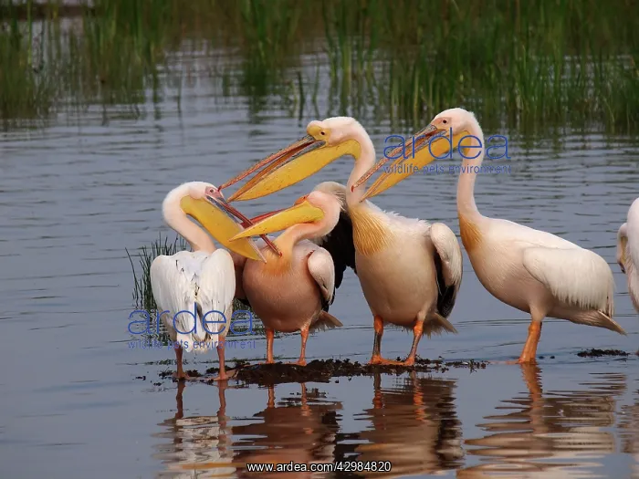 : White Pelican - group : White Pelican - group