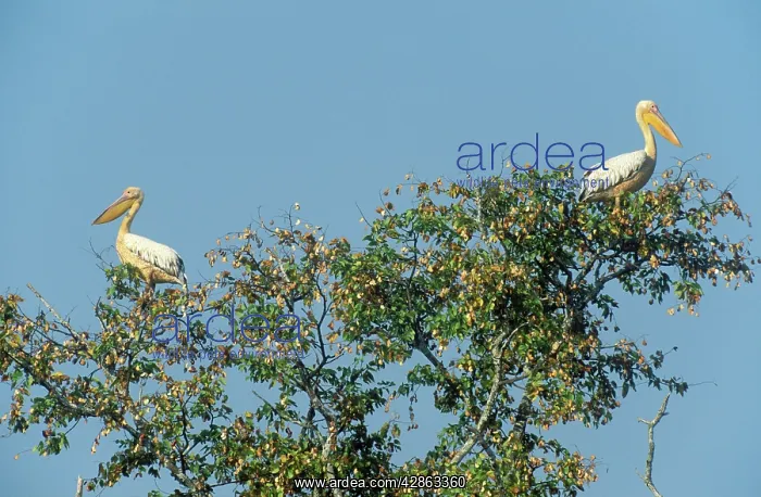 : White Pelican - in the morning on their resting-tree : White Pelican - in the morning on their resting-tree