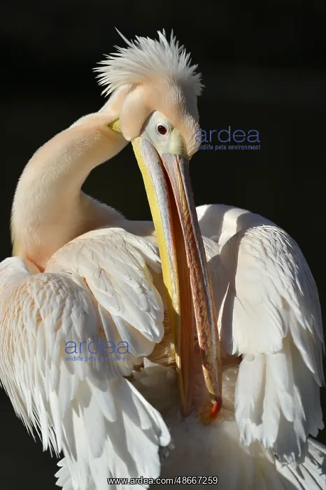 : White pelican (Pelecanus onocrotalus), captive : White pelican (Pelecanus onocrotalus), captive
