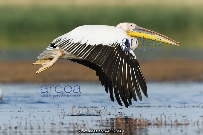 : White Pelican (Pelecanus onocrotalus) flying, Danube : White Pelican (Pelecanus onocrotalus) flying, Danube