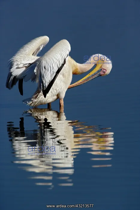 : White Pelican, Pelecanus onocrotalus, Lake : White Pelican, Pelecanus onocrotalus, Lake