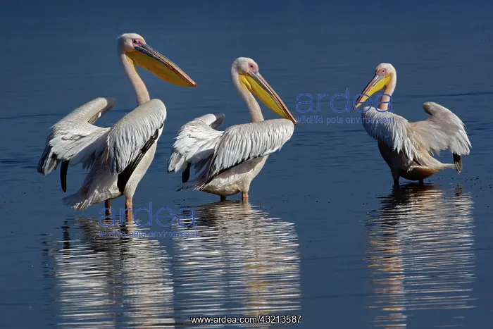 : White Pelican, Pelecanus onocrotalus, Lake : White Pelican, Pelecanus onocrotalus, Lake