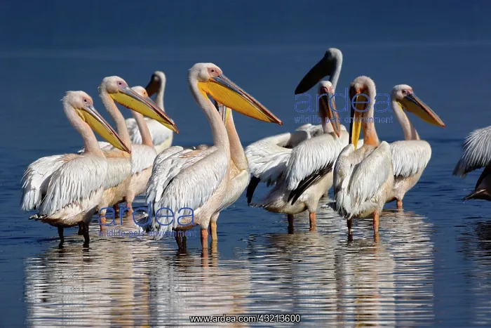 : White Pelican, Pelecanus onocrotalus, Lake : White Pelican, Pelecanus onocrotalus, Lake