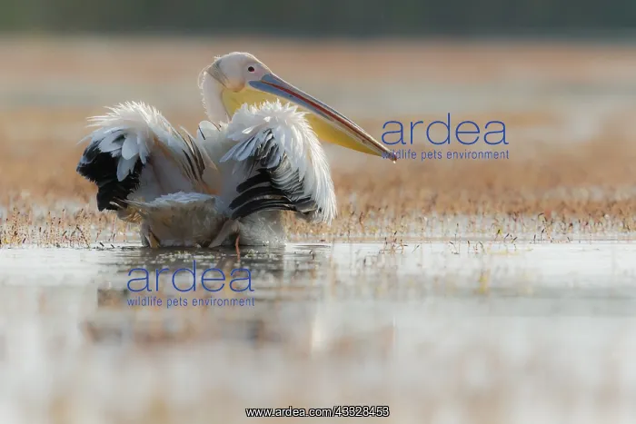 : White Pelican (Pelecanus onocrotalus) ruffling feathers : White Pelican (Pelecanus onocrotalus) ruffling feathers