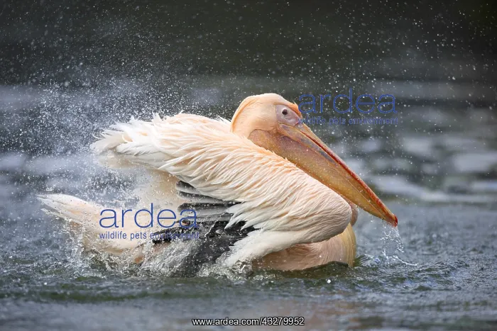 : White Pelican (Pelecanus onocrotalus) taking a bath : White Pelican (Pelecanus onocrotalus) taking a bath