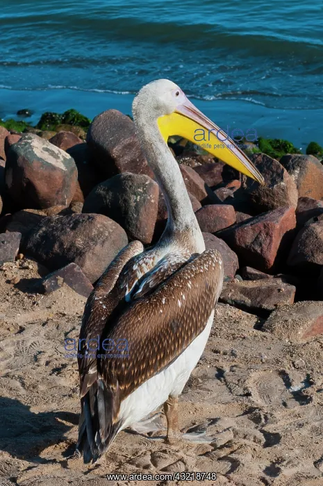 : White pelican (Pelecanus onocrotalus), Walvis : White pelican (Pelecanus onocrotalus), Walvis