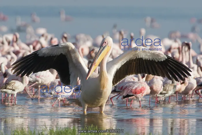 : A White Pelican stretches its wings in front : A White Pelican stretches its wings in front