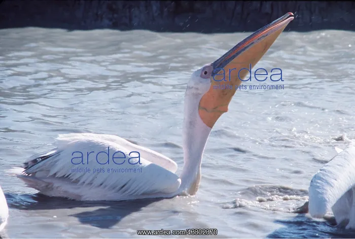 : WHITE PELICAN - swallowing fish : WHITE PELICAN - swallowing fish