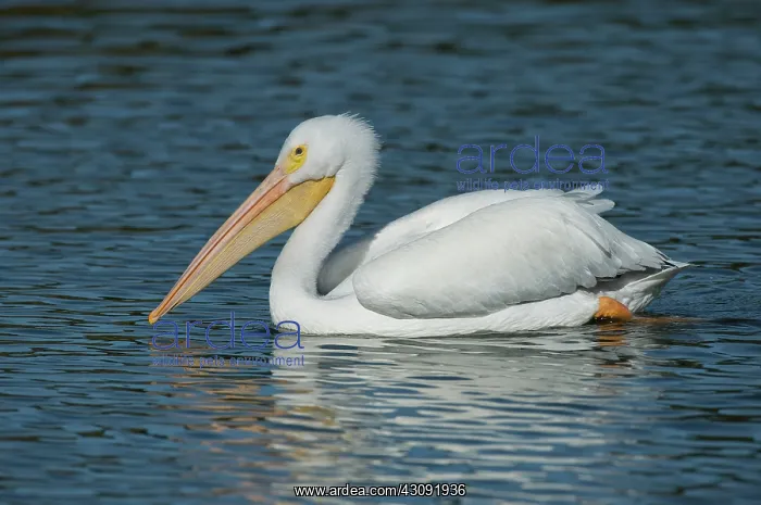 : White Pelican swimming : White Pelican swimming