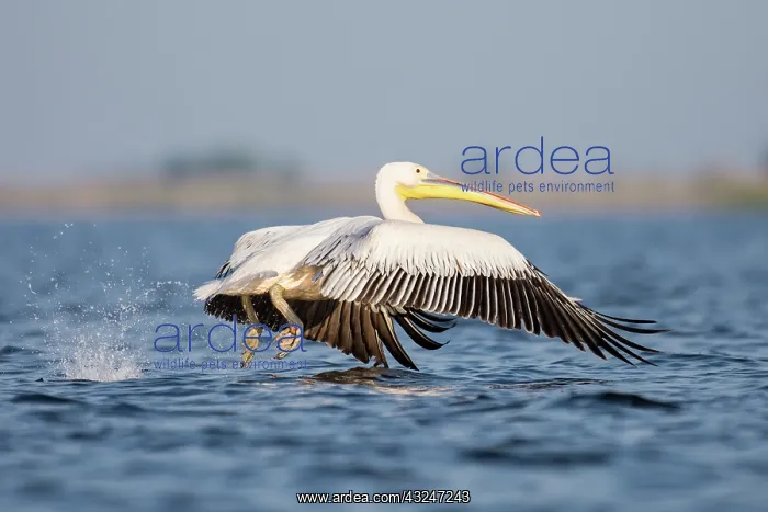 : White pelican - taking off from lake surface - Romania : White pelican - taking off from lake surface - Romania