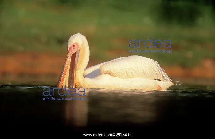 : White PELICAN - Side view, in water : White PELICAN - Side view, in water