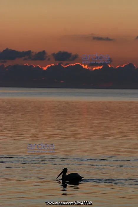 : White Pelican - On water at dawn : White Pelican - On water at dawn