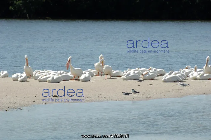 : White Pelicans : White Pelicans