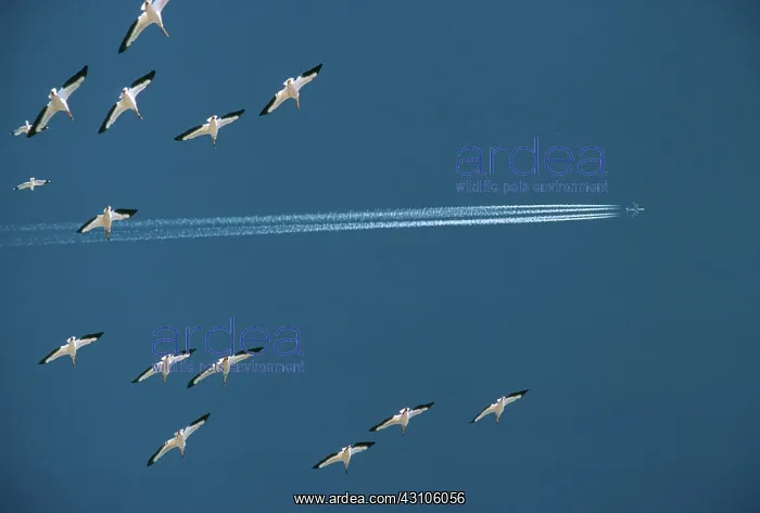 : White Pelicans : White Pelicans