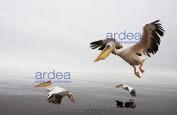 : White Pelicans - in flight : White Pelicans - in flight