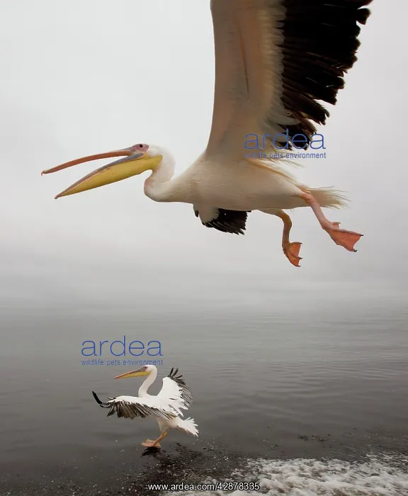 : White Pelicans - in flight : White Pelicans - in flight