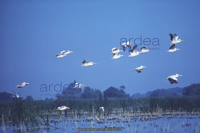  : WHITE PELICANS - in flight