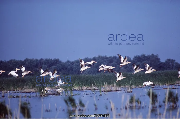 : WHITE PELICANS - group in flight : WHITE PELICANS - group in flight