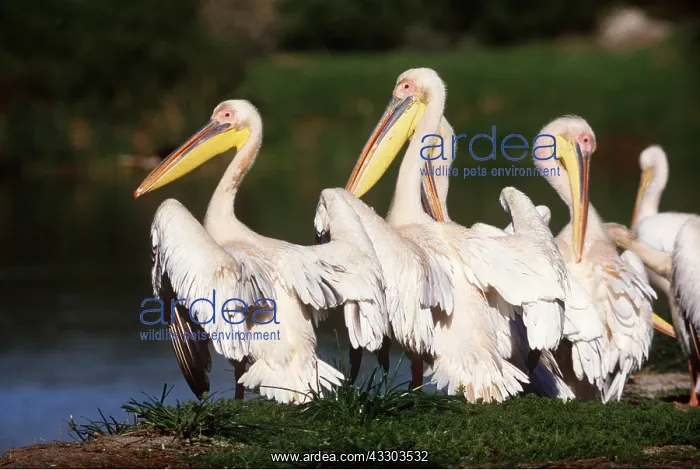 : WHITE PELICANS - group by water : WHITE PELICANS - group by water