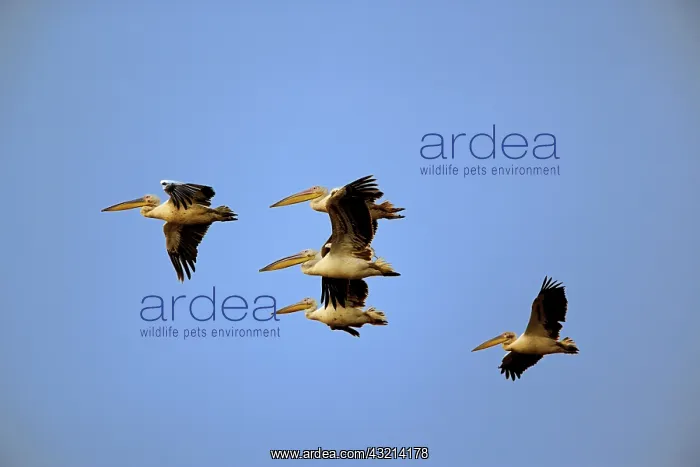 : White Pelicans, Pelecanus onocrotalus, in : White Pelicans, Pelecanus onocrotalus, in