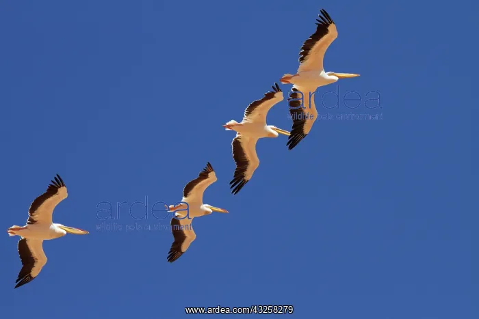 : White Pelicans (Pelecanus onocrotalus) : White Pelicans (Pelecanus onocrotalus)