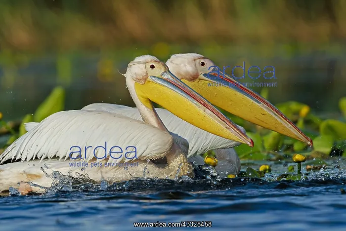  : White Pelicans (Pelecanus onocrotalus) on water