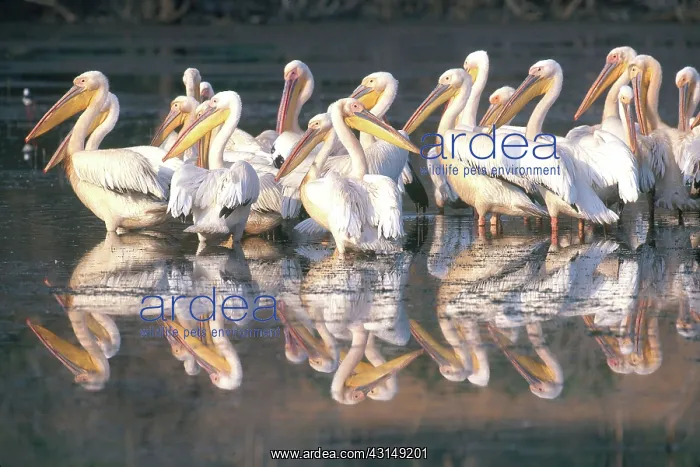 : White Pelicans in South Africa : White Pelicans in South Africa