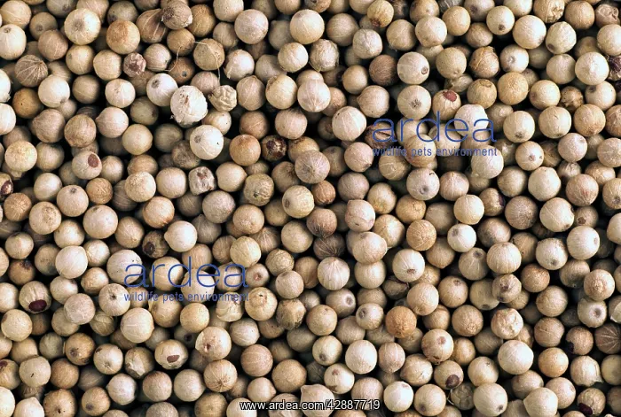  : White Peppercorns