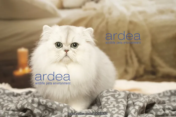  : White Persian cat indoors