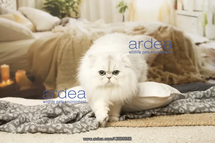  : White Persian cat indoors