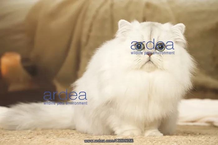  : White Persian cat indoors