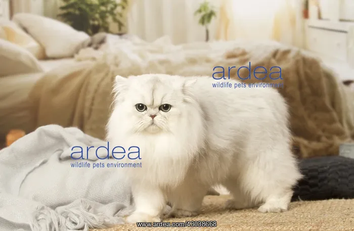  : White Persian cat indoors