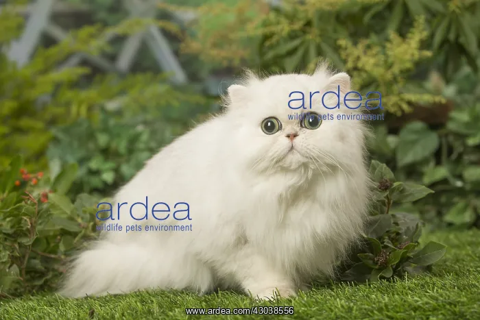  : White Persian cat outdoors