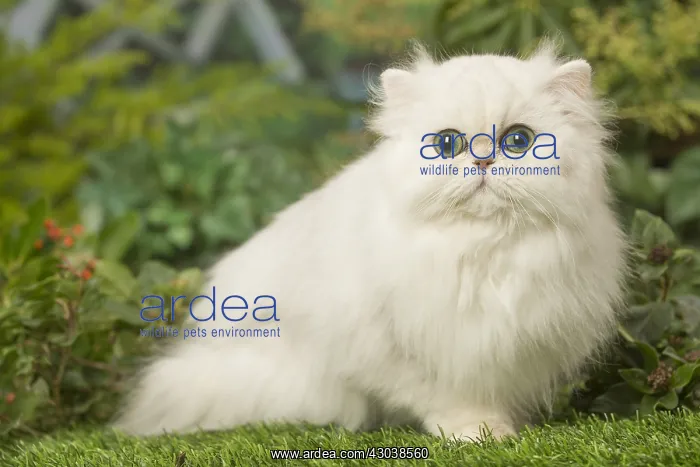  : White Persian cat outdoors