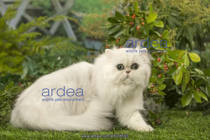  : White Persian cat outdoors