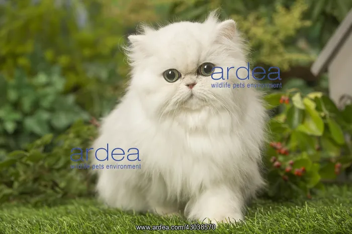  : White Persian cat outdoors