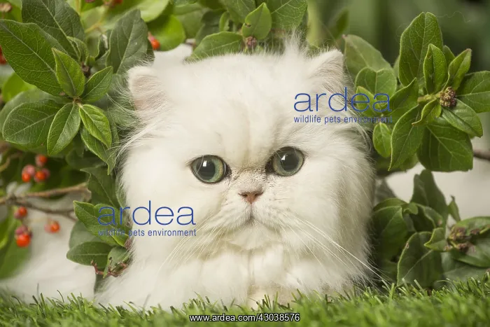  : White Persian cat outdoors