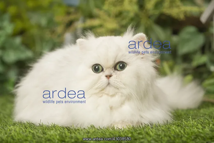  : White Persian cat outdoors