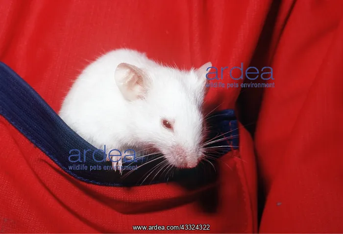 : WHITE PET MOUSE IN POCKET : WHITE PET MOUSE IN POCKET
