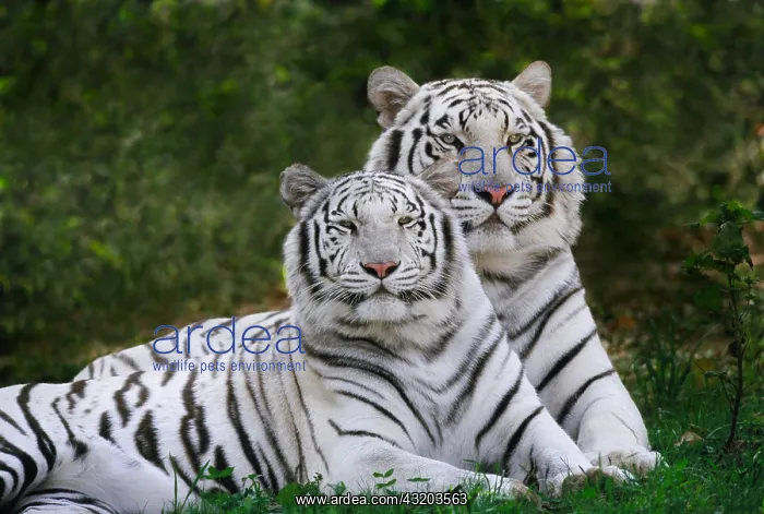 : White phase, Bengal Tiger, Tigris White phase, Bengal : White phase, Bengal Tiger, Tigris White phase, Bengal