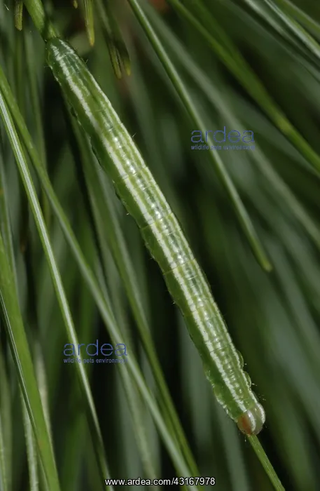 : White Pine Angle : White Pine Angle
