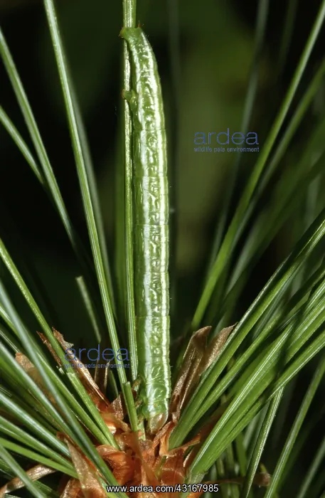: White Pine Angle : White Pine Angle