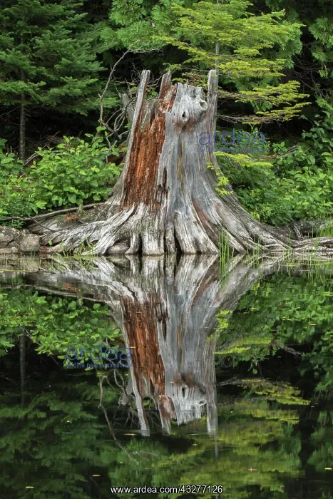: White pine stump, La Mauricie National Park, Quebec : White pine stump, La Mauricie National Park, Quebec