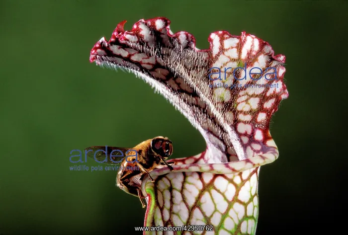 : White Pitcher Plant - a dipterous comes near the : White Pitcher Plant - a dipterous comes near the