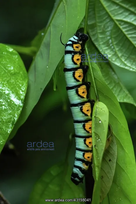 : White-plagued sphinx (Manduca albiplaga) caterpillar : White-plagued sphinx (Manduca albiplaga) caterpillar