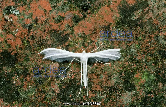 : White Plume MOTH : White Plume MOTH