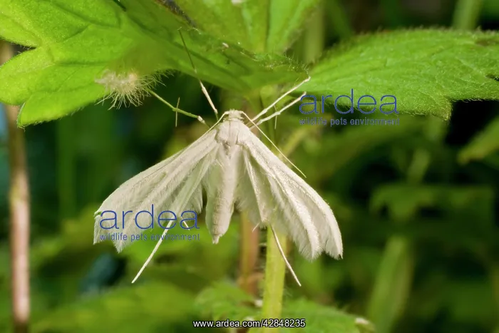 : White Plume Moth : White Plume Moth