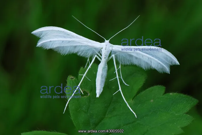  : White Plume Moth