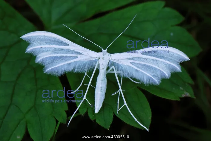 : White Plume Moth