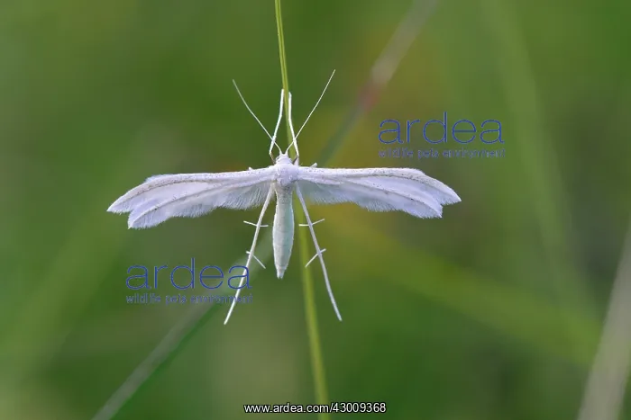 : White Plume Moth Federgeistchen : White Plume Moth Federgeistchen